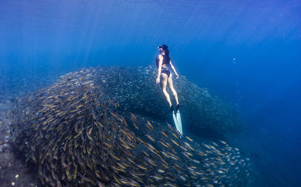 澳女子與魚群同游似美人魚